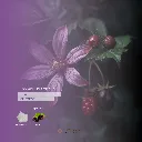 Starlit VELVET PETALS Fragrance Lotion1.webp